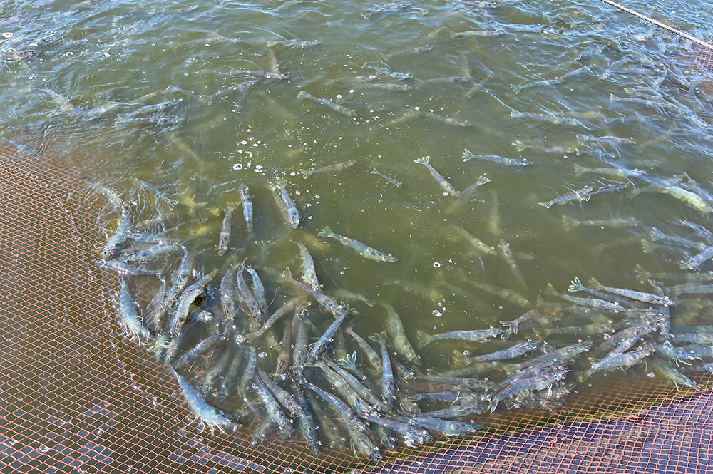 Bật Mí Quy Trình Nuôi Trồng Tôm Thẻ Khoa Học Cho Mùa Bội Thu