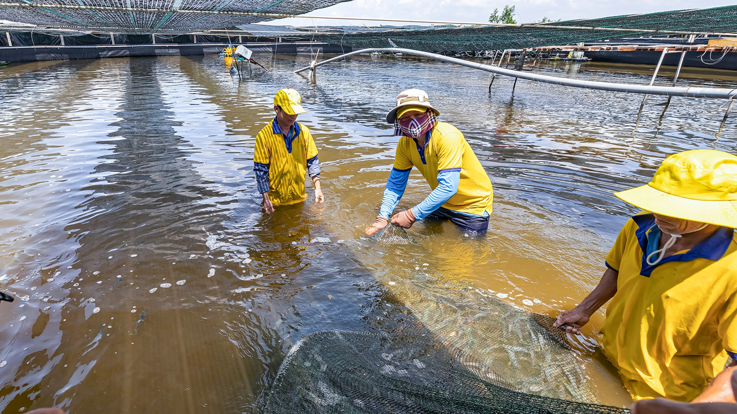 Chuẩn bị ao nuôi là một quy trình quan trọng trong quá trình nuôi tôm thẻ