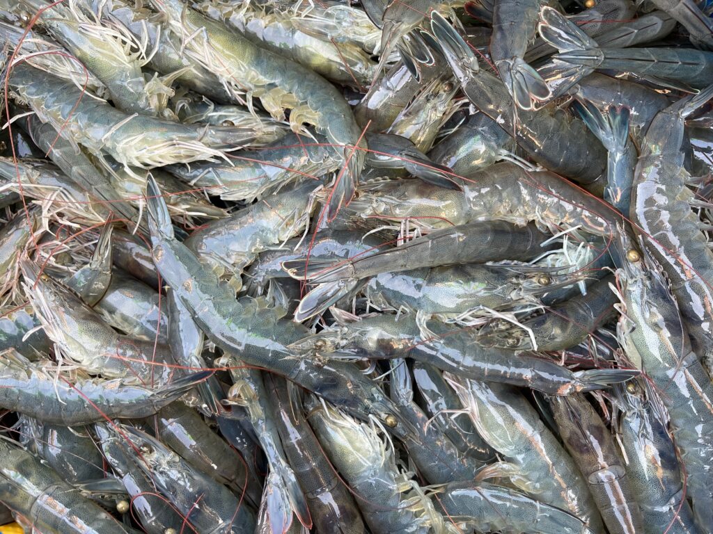 Tôm thẻ chân trắng tại VN Master Seafood
