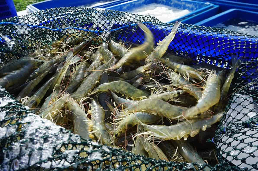 thị trường tiêu thụ hải sản cập nhật t7.2024