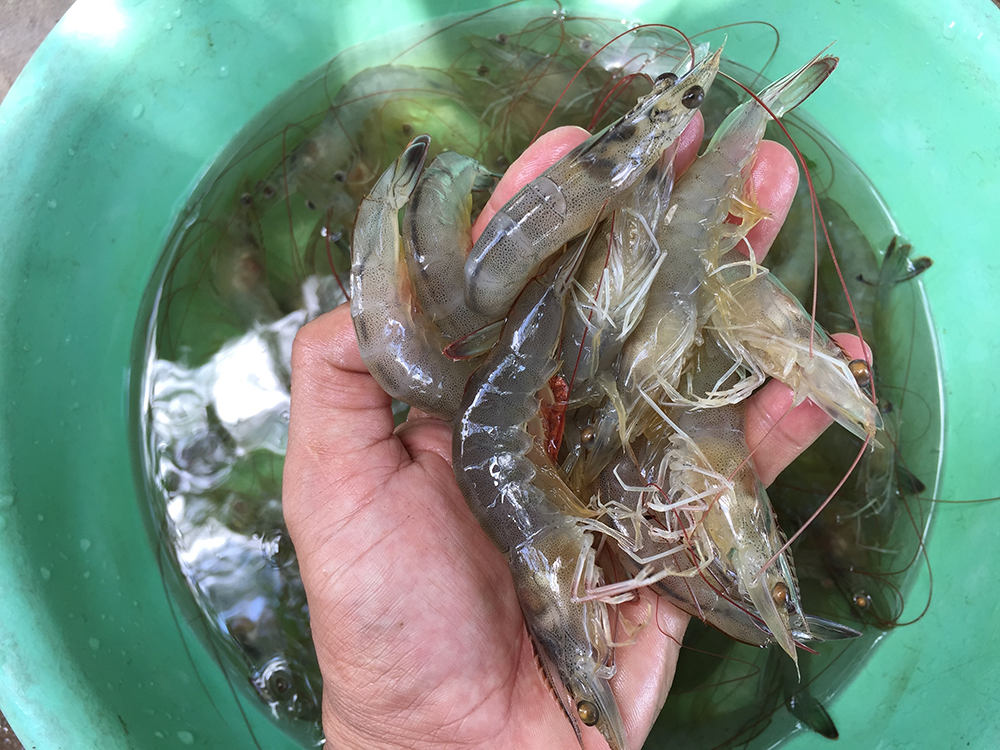 Tôm thẻ chân trắng tại VN Master Seafood có kích cỡ đồng đều, đủ tiêu chuẩn xuất khẩu