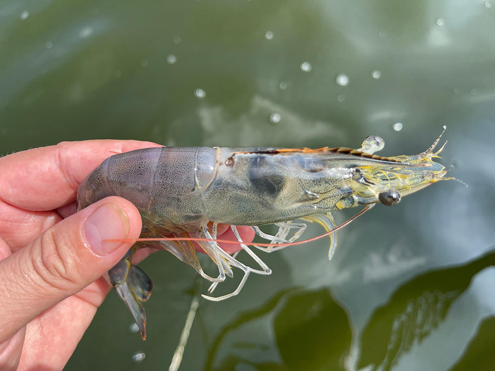 Tôm thẻ ngày càng được ưa chuộng trên thế giới