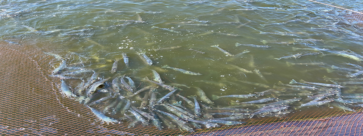 Ao nuôi được xử lý tốt sẽ tạo điều kiện để tôm phát triển khoẻ mạnh